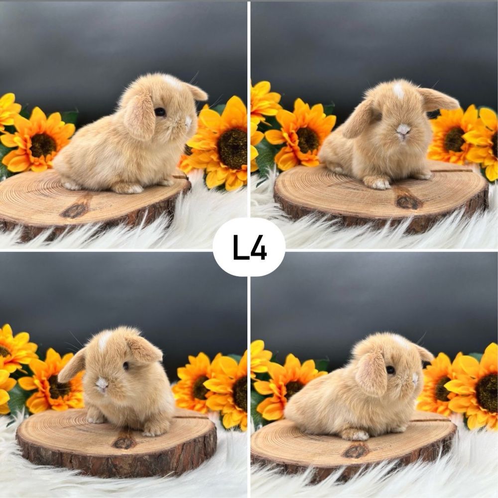 Kroliczki mini lop