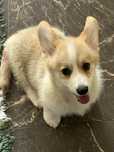 Welsh Corgi Pembroke - piękny, rudo-biały pies z długim ogonkiem