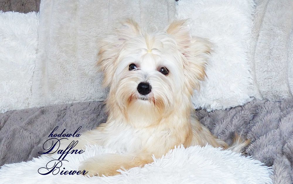 York Golddust Yorkshire Terrier