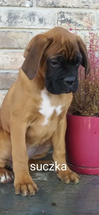 Bokser szczeniak, śliczna suczka