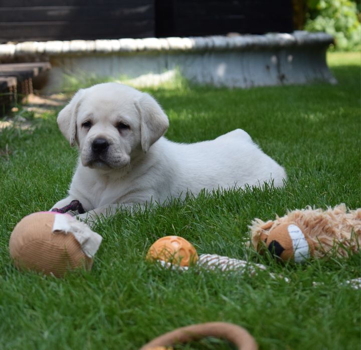 Labrador retriever biszkoptowa suczka szczeniak