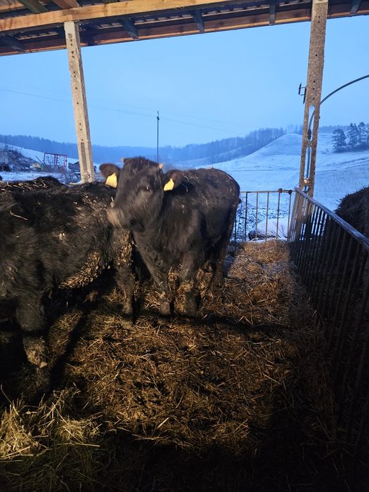 Cielak odsadek jałówka mięsna opas