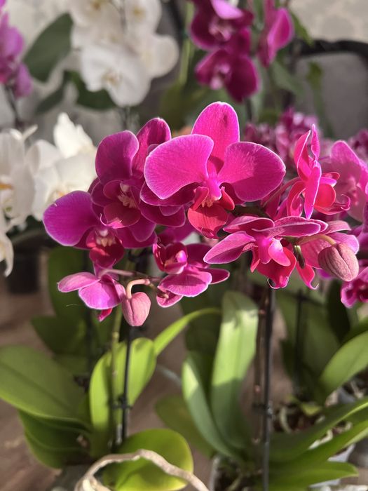 Орхідея вайбер група