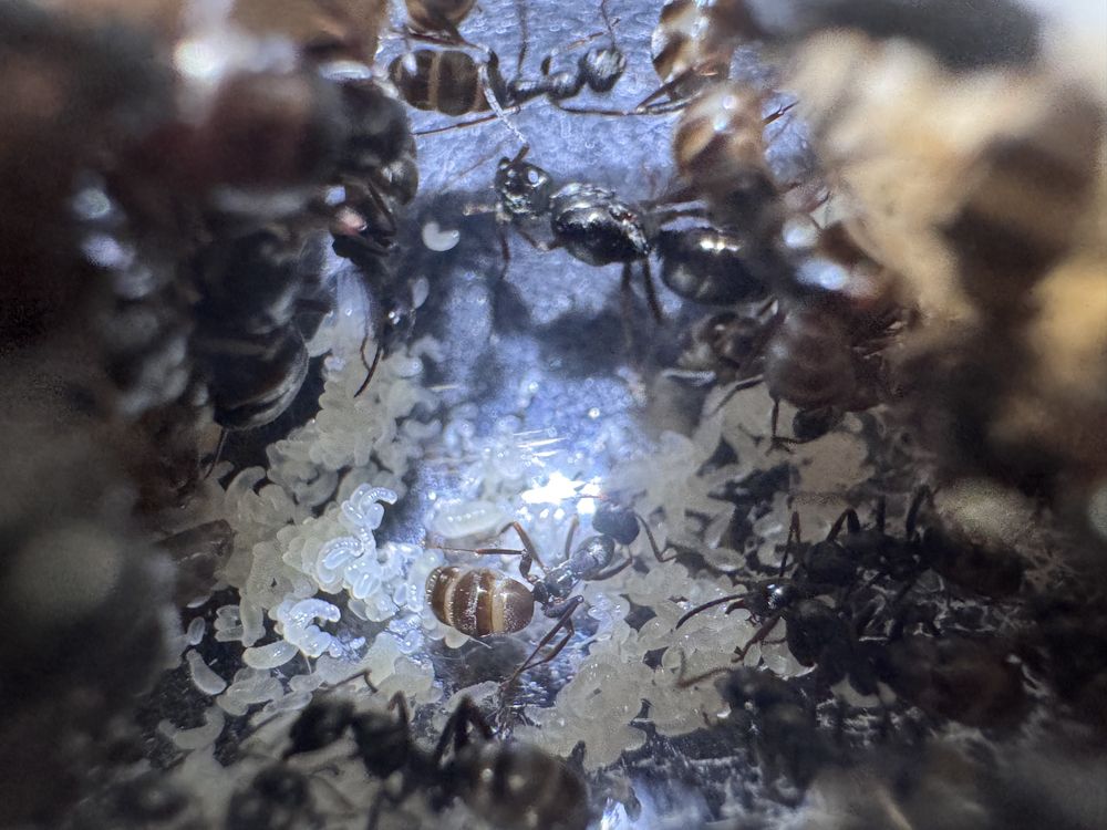 Mrówki formica fusca 9królowych+200 robotnic