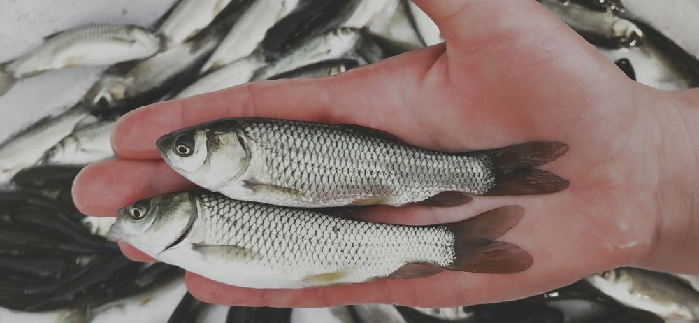 Narybek , karp , tegoroczny .