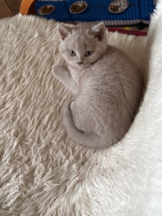 Kot brytyjski krótkowłosy