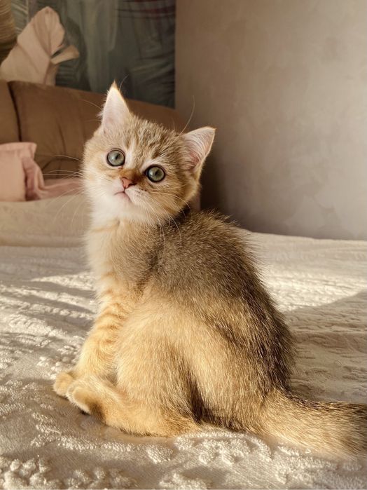 Вихованці з розплідника «Моя Гламурка»