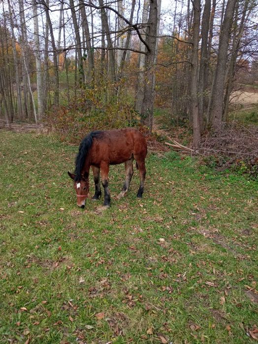 Sprzedam 2 źrebaki rasy PKZ