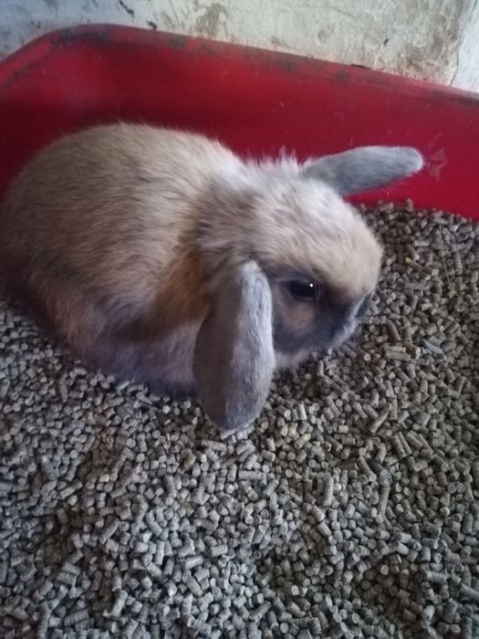 Вислоухие мини крольчата