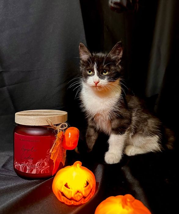 Котенок ласковый 4 месяца