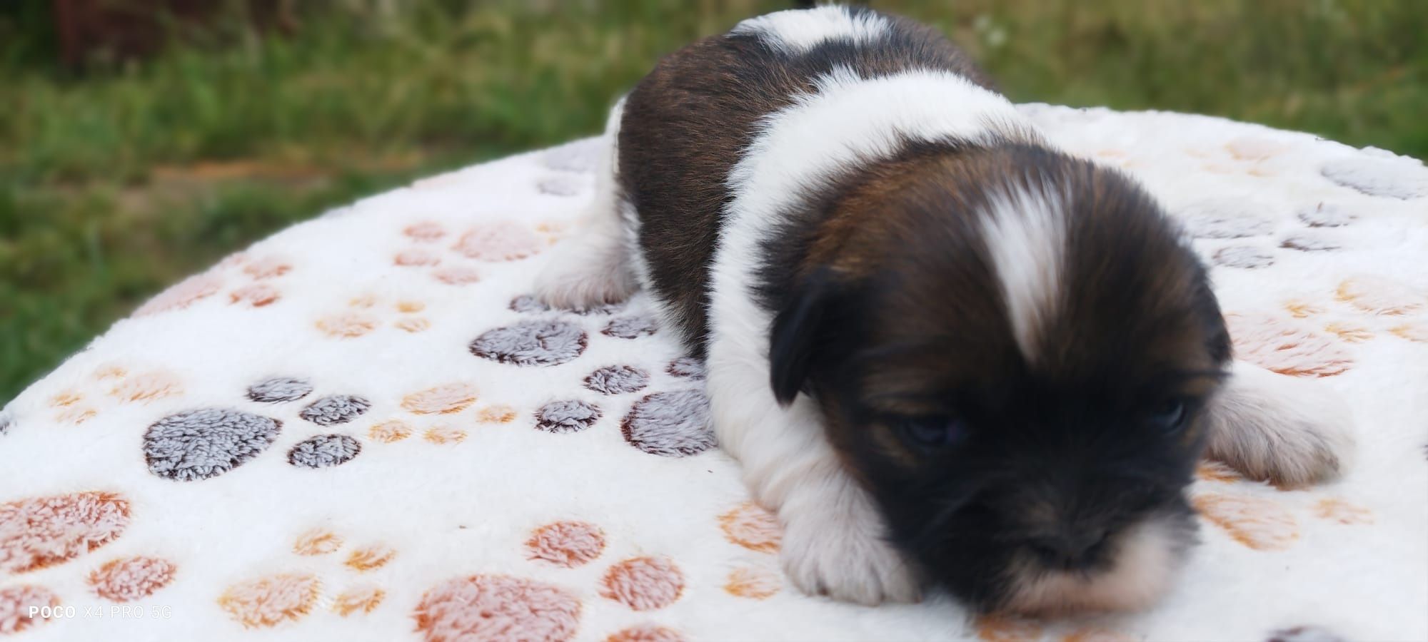 Śliczny szczeniaczek suczka Shih Tzu szuka kochającego domu!
