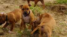 Szczenię Amstaff FCI