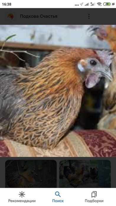 Продам инкубационное лечебное яйцо синь синь дянь, лакеданзи, ухейилюй