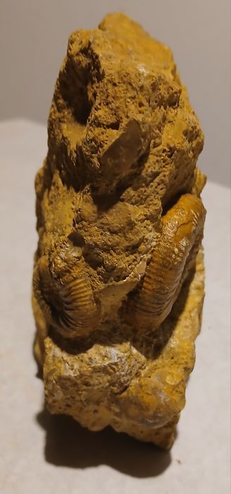 Amonity jurajskie.Wyprzedaż kolekcji.