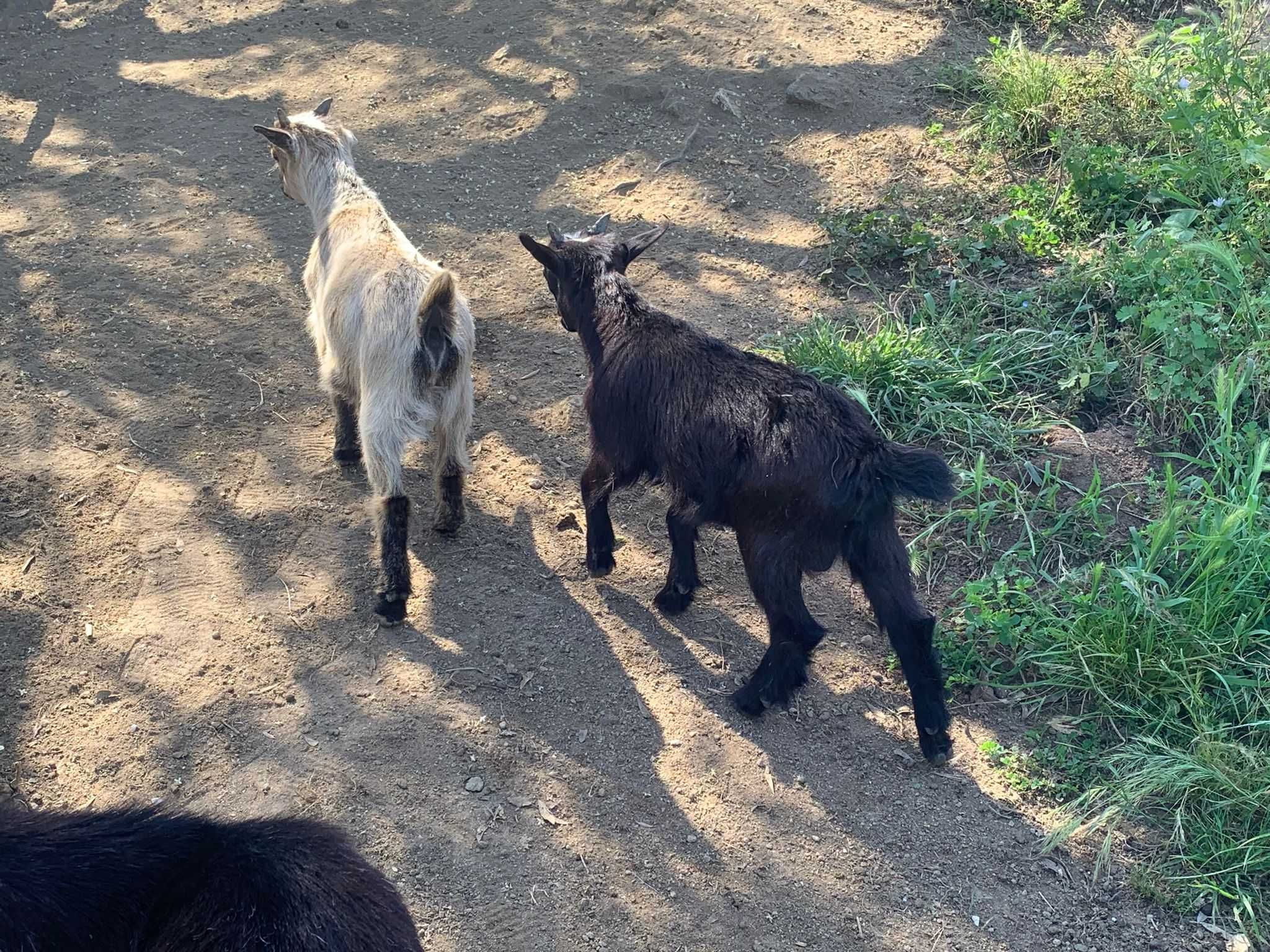 Cabras Machos e Fêmeas. Idades variadas.