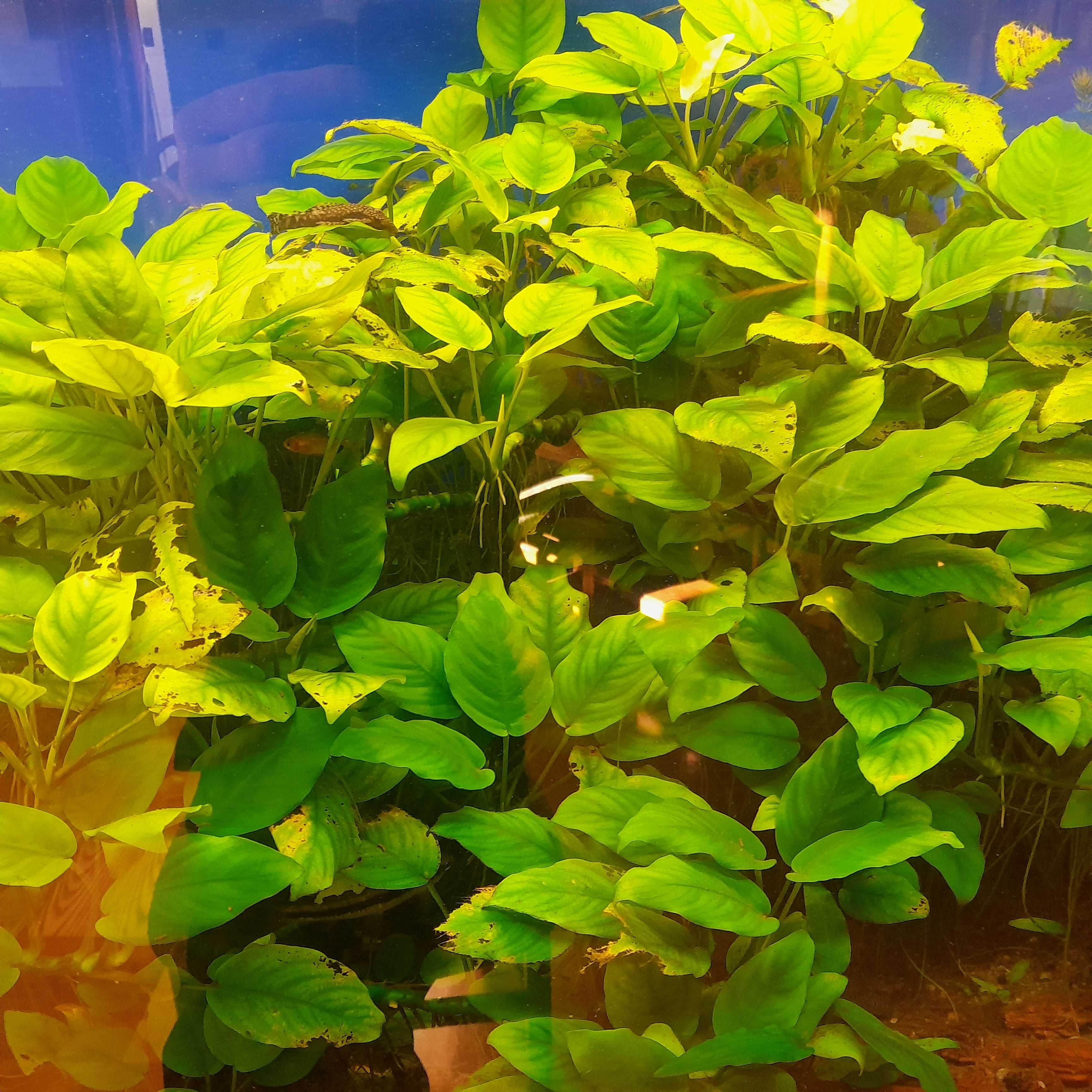 Anubias kłącza - własna hodowla