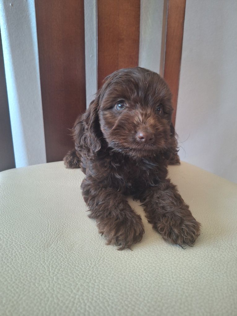 Cocapoo-pude/spaniel