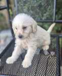 Labradoodle Dziewczynka ! Gotowa do Odbioru !