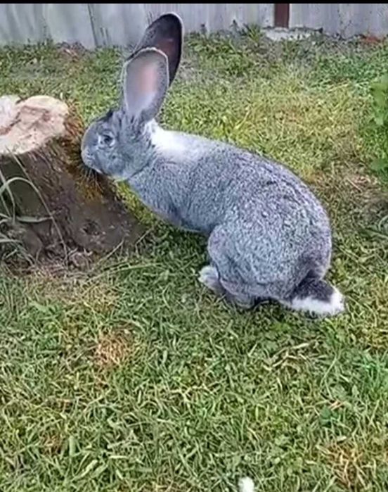 Самці, Європейська шиншила