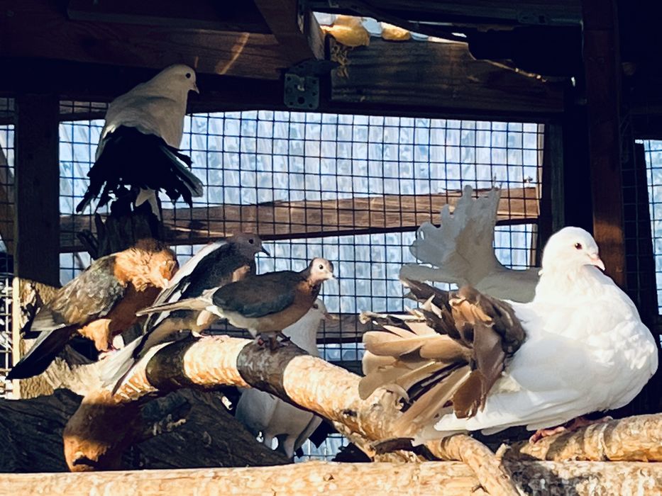 Gołębie pawiki tegoroczne