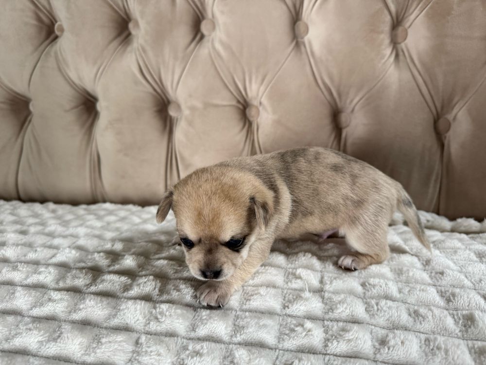 Baloo / Chihuahua / Piesek / Merle