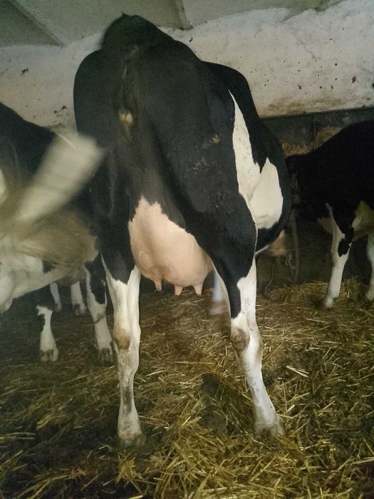Sprzedam jałówkę na ocieleniu