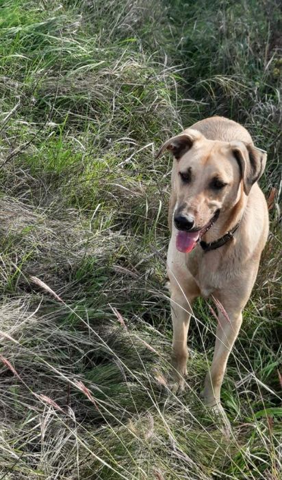Отдам даром в добрые руки собаку метис лабрадора и овчарки