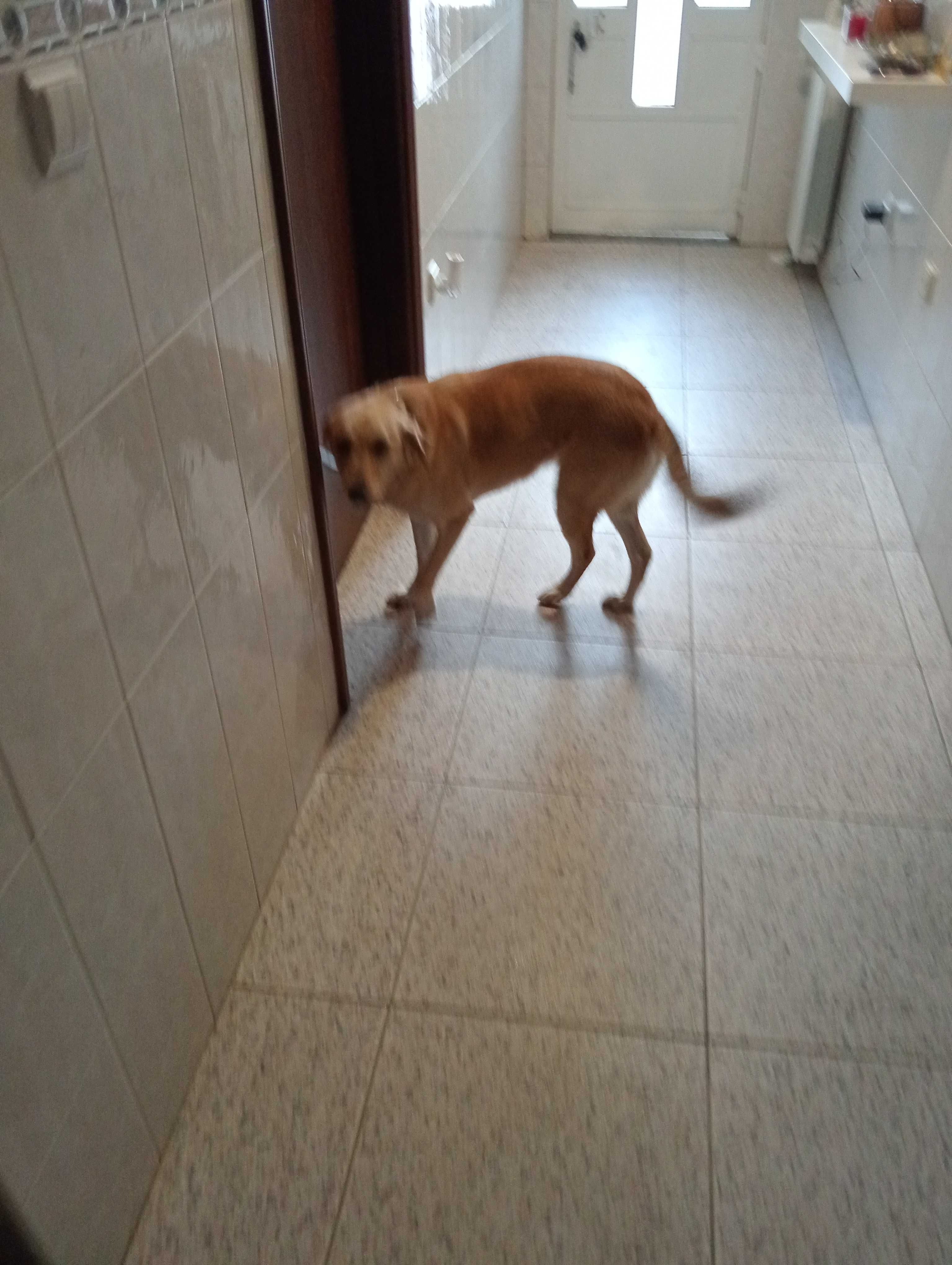 Dou cadela meiga