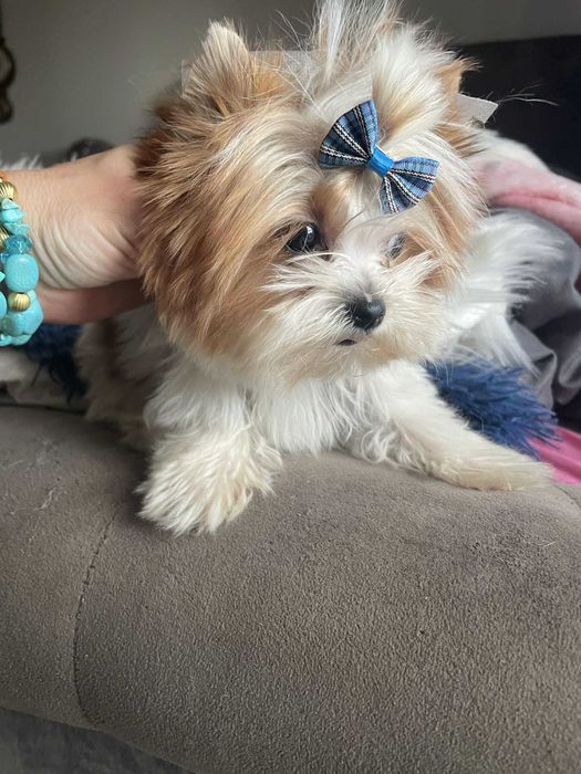 Golddust Yorkshire terrier minaturka biewer chlopak