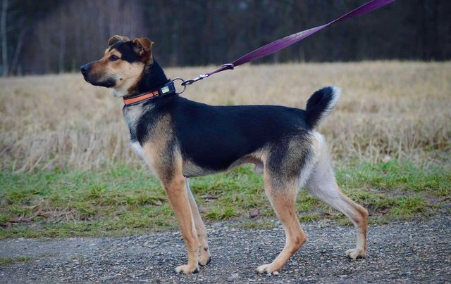 Szukamy domu dla Fruttiego - młody psiak szuka domu ADOPCJA