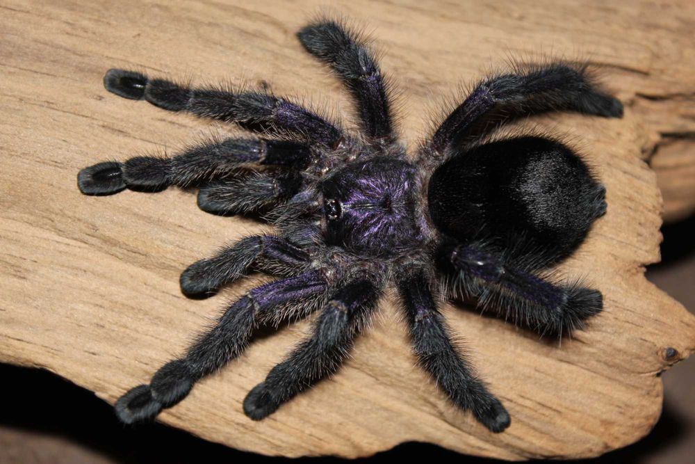 Ptaszniki A.purpurea L2/3 + 3 sztuki C.versicolor L3 w cenie 100 zł!!!