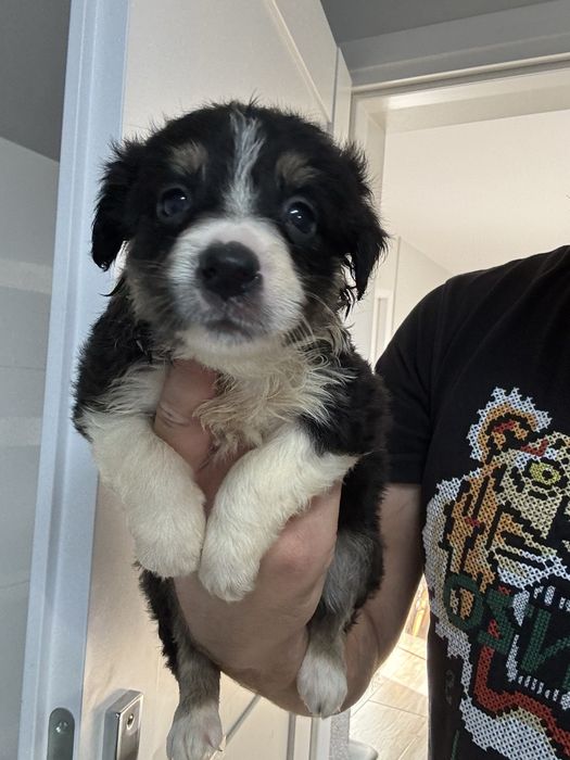 Border collie tri color