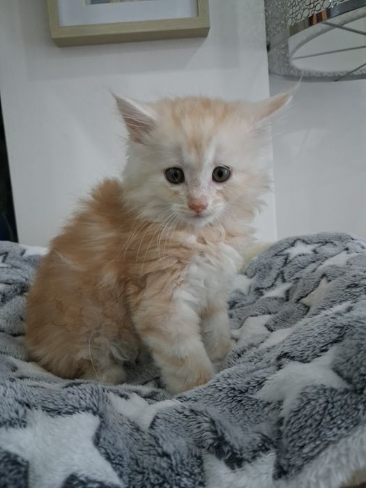 Gatinho Bosques da Noruega  com lop