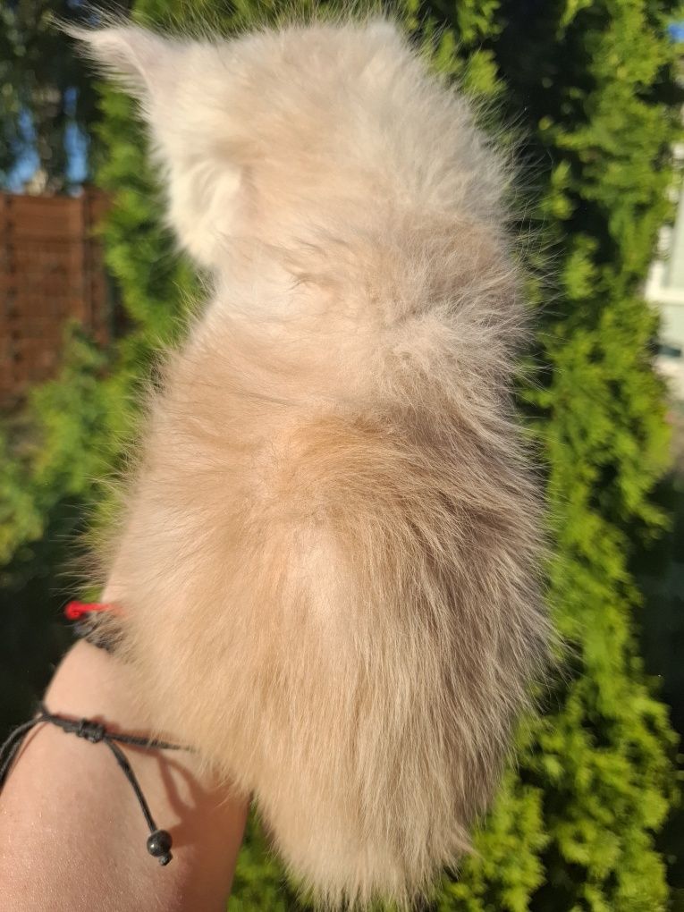Kocurek Maine Coon