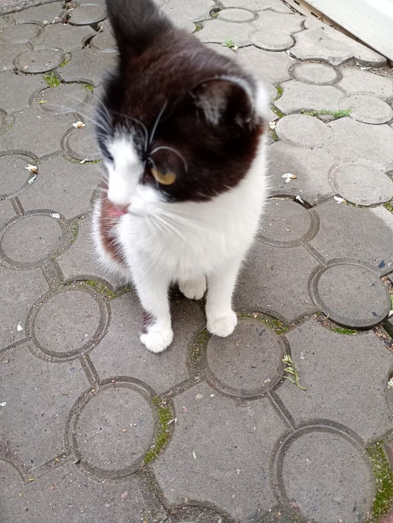 Отдам в добрі руки кошенят