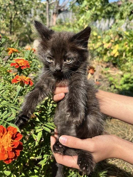 котёнок мальчик 4 месяца