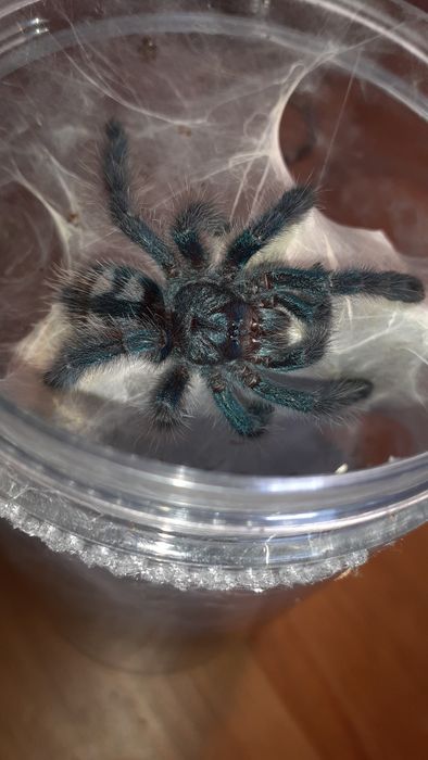 Caribena versicolor samiec l7