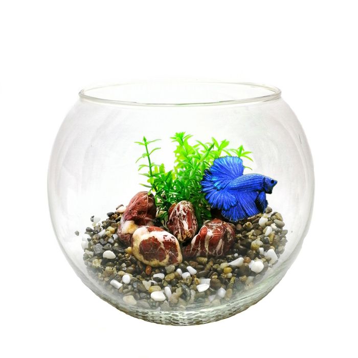Рибка Betta fish в повністю укомплектованому акваріумі