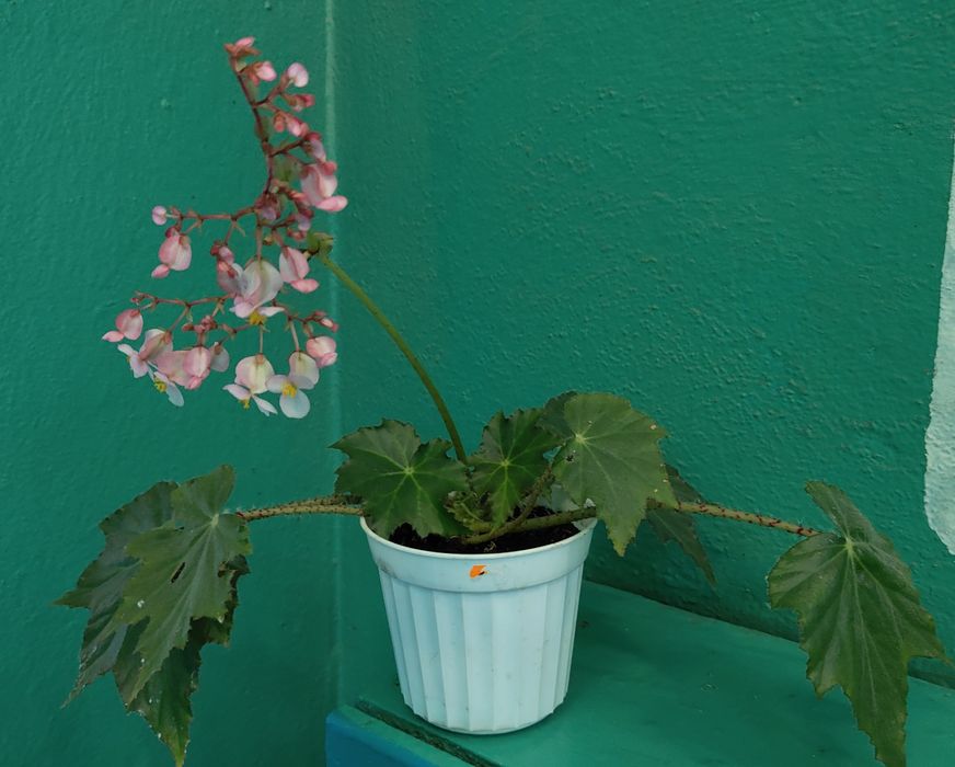 Бегонія молоденька.