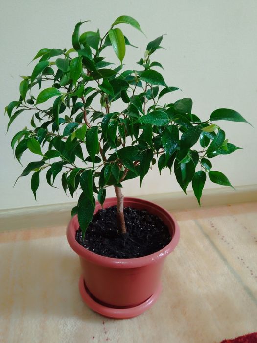 Фикус Бенджамина