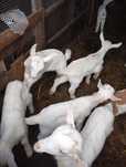 Cabritos e cabras variados