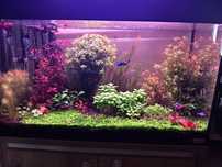 Várias plantas de aquário