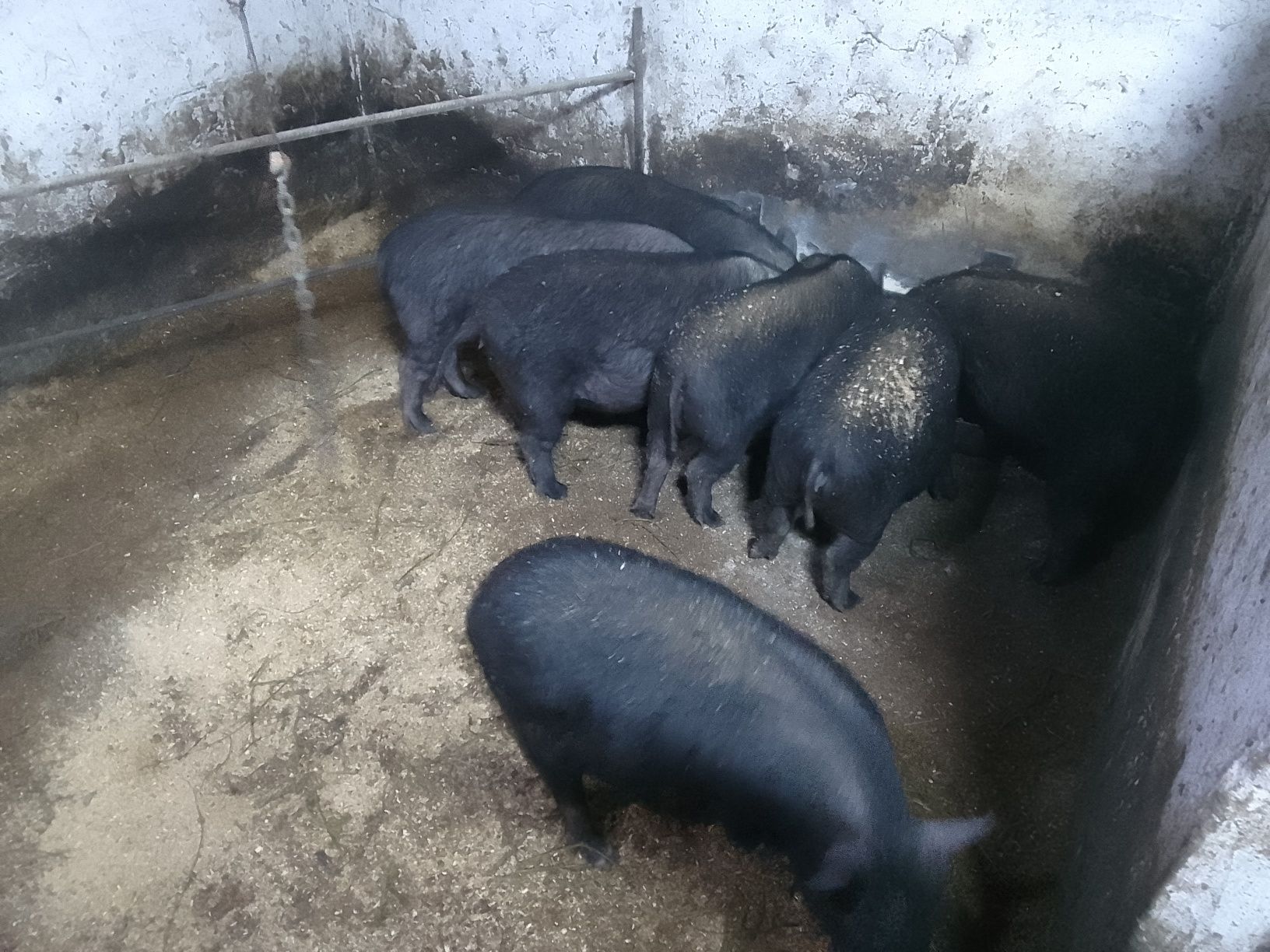 Домашні поросята свині гібридні Дикий, Мангал, Кореєць
