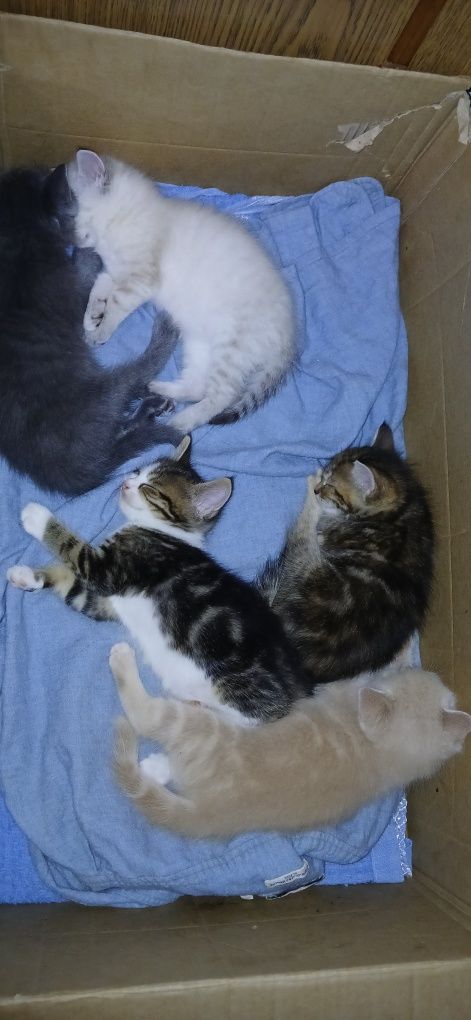 Віддам в добрі руки кошенят