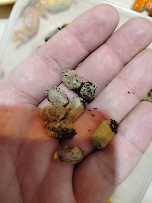 Kokony Murarki rogatej, z trzciny.