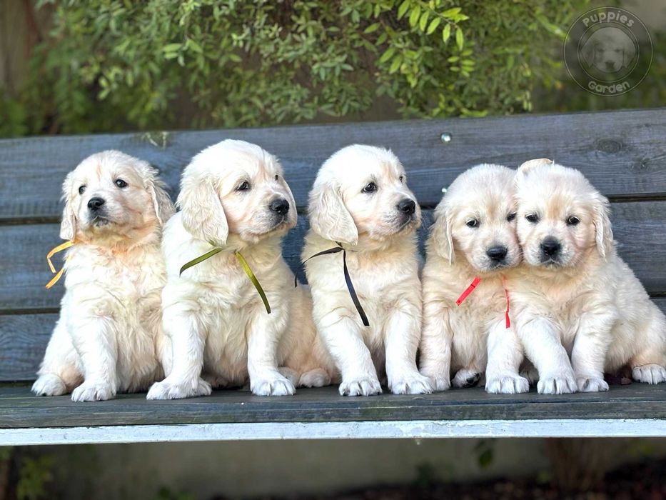 Szczeniak Golden Retriever