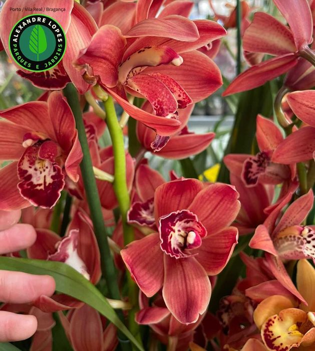 Orquídeas de exterior Cymbidium várias cores