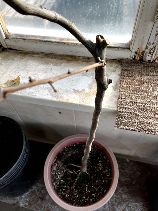 Продам цитрусове дерево (Лимон) 127 см - висота