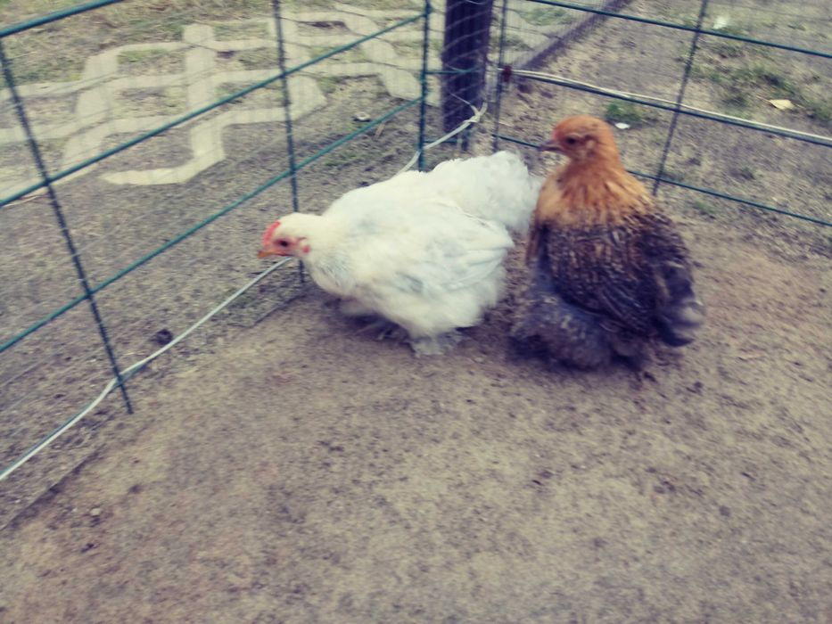 kochin miniaturowy karzełek para 2025