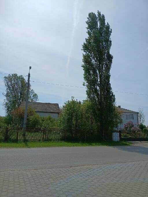 drzewo do wycięcia